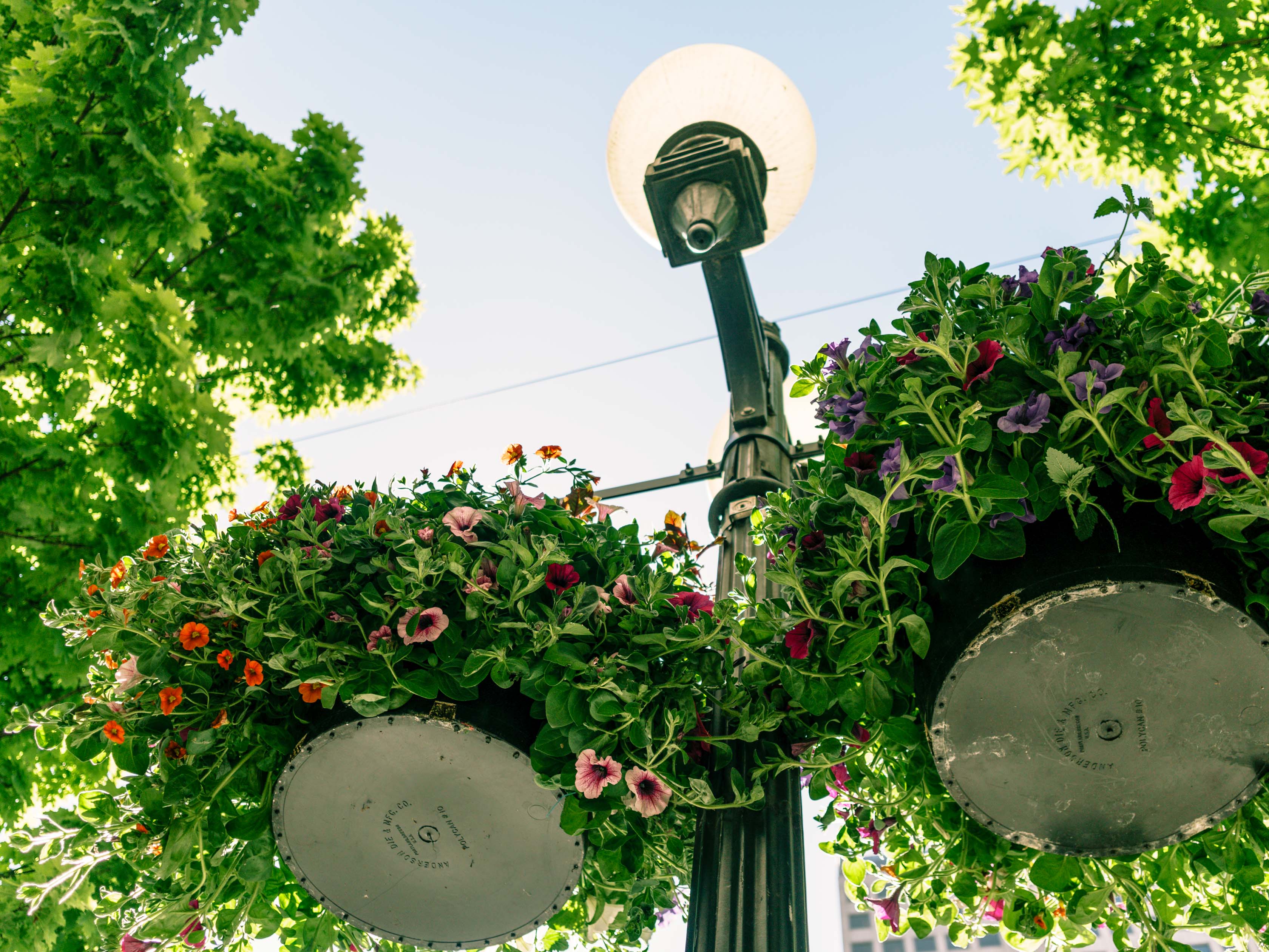 Pike Pine Hanging Baskets